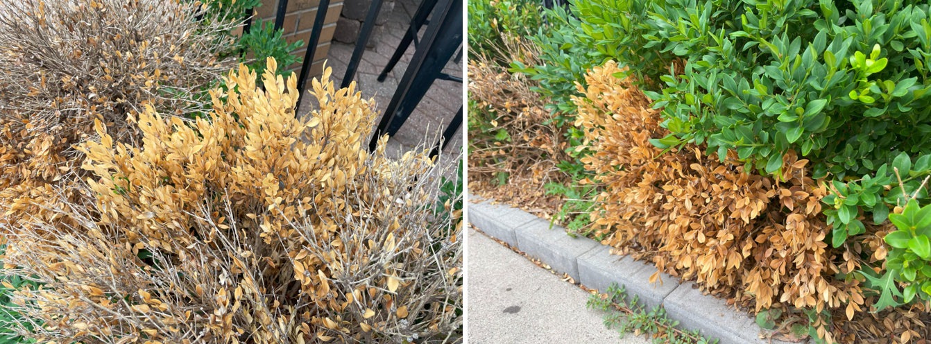 Examples of winter injury (left) and salt damage (right) where the outmost portions of the plants are impacted, especially in areas close to sidewalks.